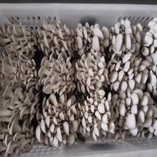 袖珍菇新鲜小平菇 蘑菇姬菇 食用菌菇侧耳新鲜