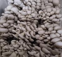 大量批发高产量食用菌 菌包 平菇菌包 出售品种齐全平菇菌袋