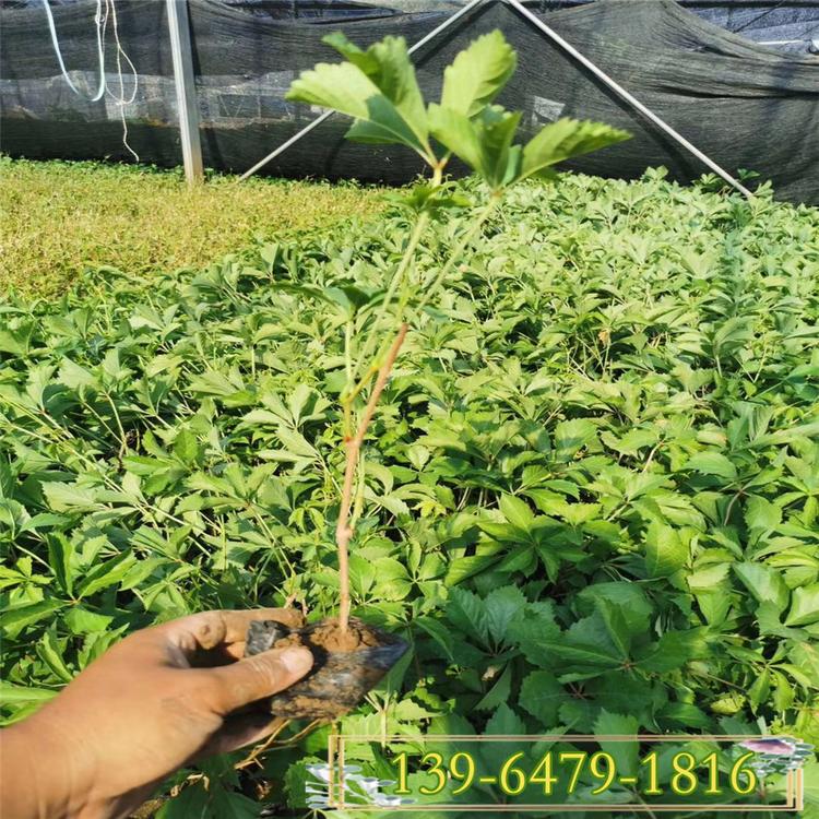 立体绿化用五叶地锦苗 青州花卉绿化苗木 爬墙虎攀岩植物