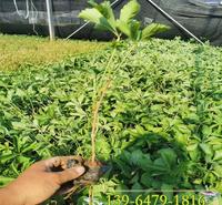 立体绿化用五叶地锦苗 青州花卉绿化苗木 爬墙虎攀岩植物