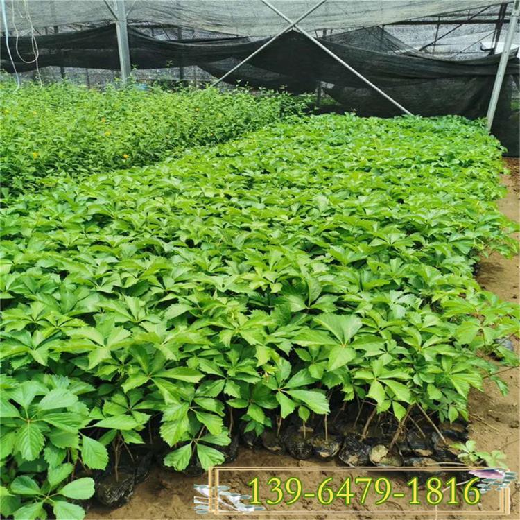 爬墙植物五叶地锦 爬山虎图片 大量供应爬山虎质优价廉