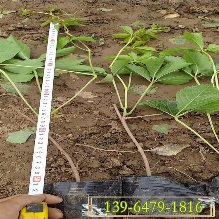 爬山虎和五叶地锦的区别 爬墙高手 遮阳降温藤本植物