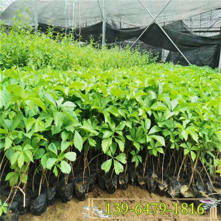 墙面爬藤绿化用藤类绿植 五叶地锦价格 高度10-50公分爬山虎
