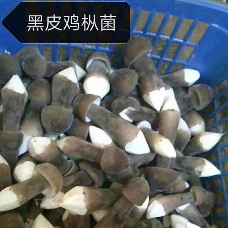 黑皮鸡枞菌 野生食用菌菇 干货散装特产鸡枞菌