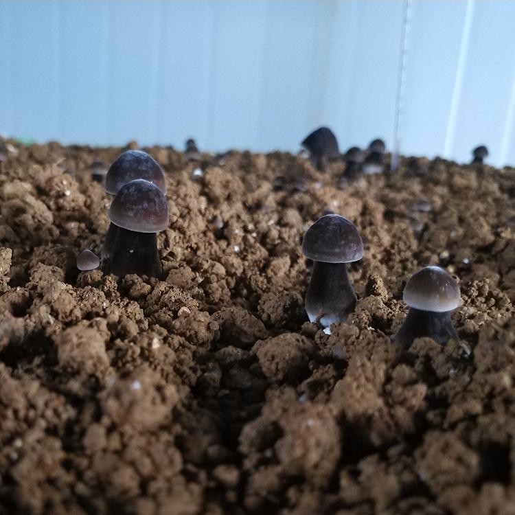 入棚出菇成品菌包 现货批发 黑皮鸡枞菌包大球盖菇菌包液体发菌