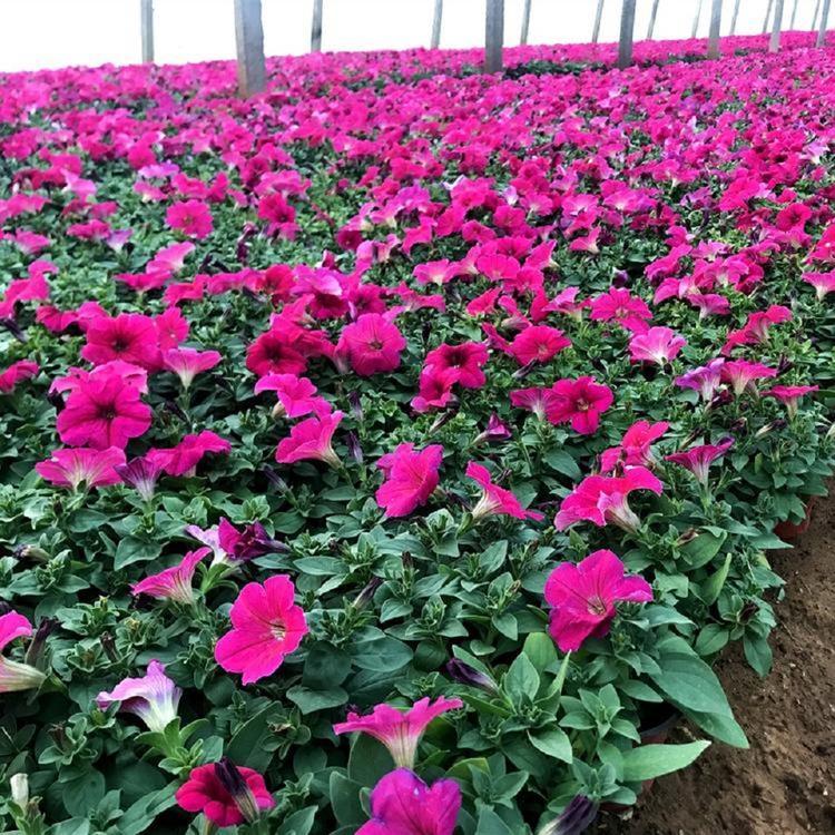 矮牵牛青州草花价格   矮牵牛基地批发