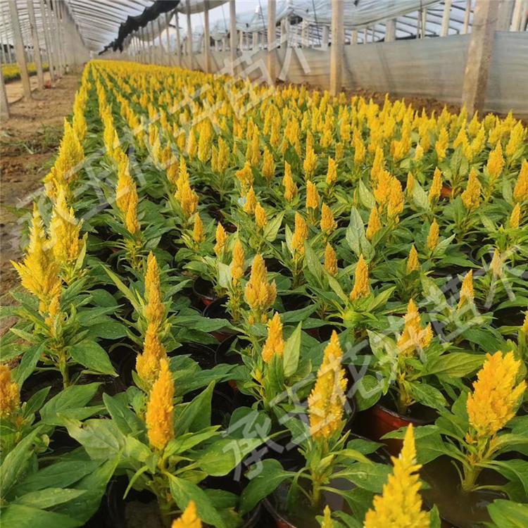 鸡冠花基地批发 世纪红时令草花