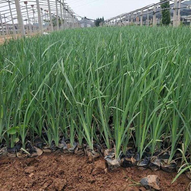 马兰批发 马兰小苗供应 马兰盆栽基地直售