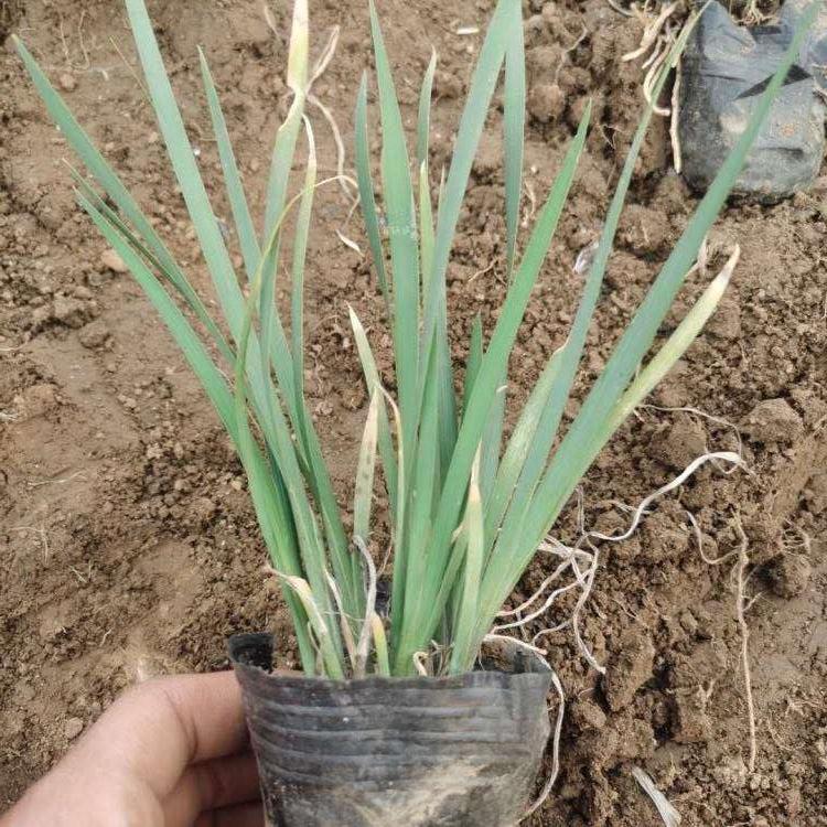 批发马兰种植基地 优良马兰苗圃优价供应 鑫国园林批售