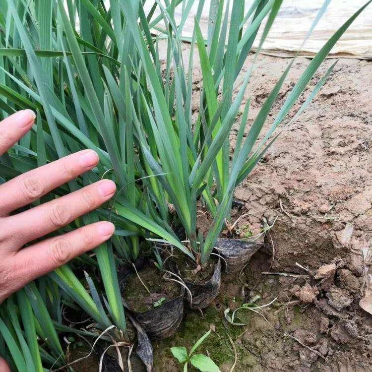 马兰花盆苗 山东马兰小苗马兰杯苗 苗圃直售