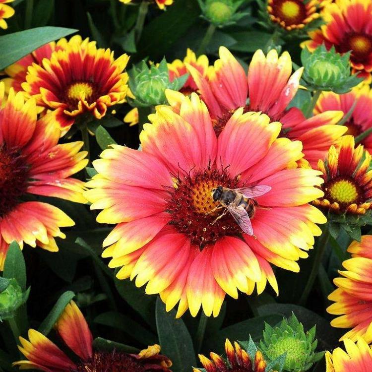 2020年天人菊价格  虎皮菊价格  老虎皮菊 小涵花卉