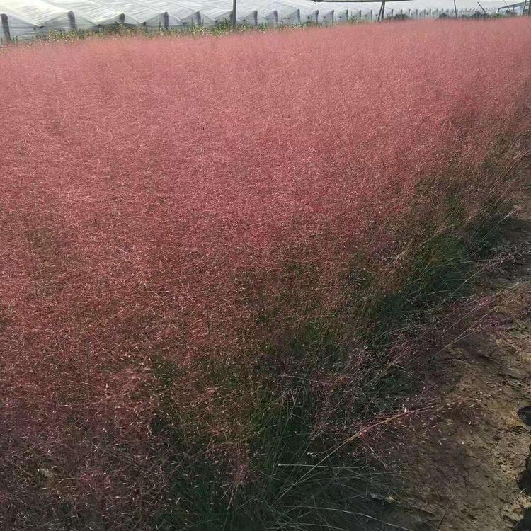 优质粉黛乱子草  毛芒乱子草  小涵花卉 芒草基地