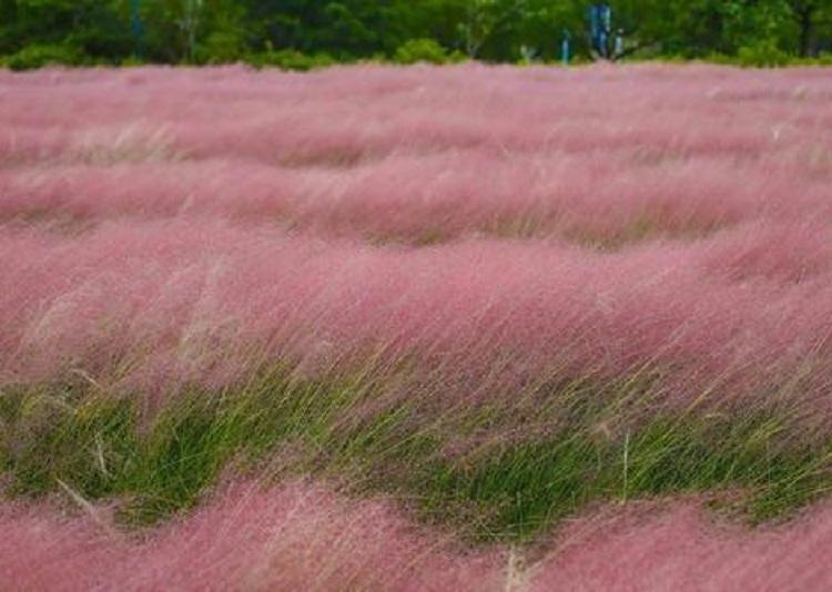 优质粉黛乱子草  优质毛芒乱子草  小涵花卉 芒草基地