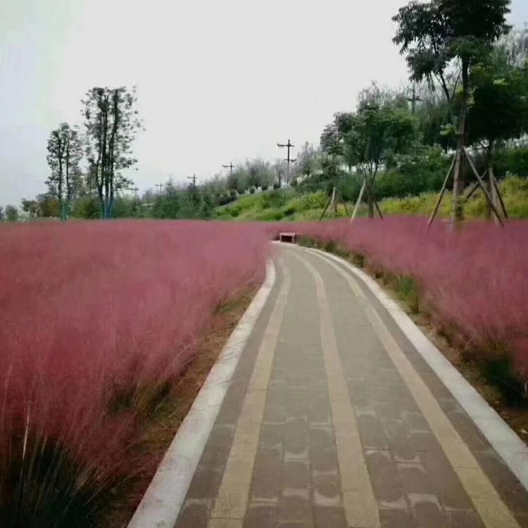 粉黛乱子草价格天一花卉常年种植网红草欢迎订购量大优惠
