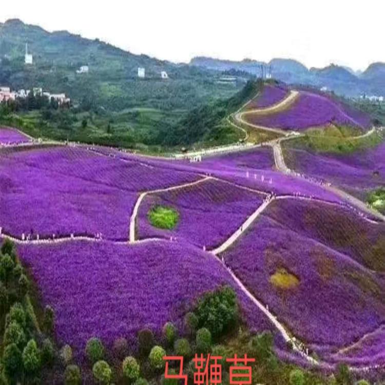 马鞭草价格诚信商供货【天一花卉】保质保量物优价廉
