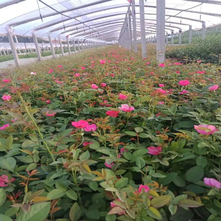 丰花月季自家苗圃直销保质保量欢迎致电