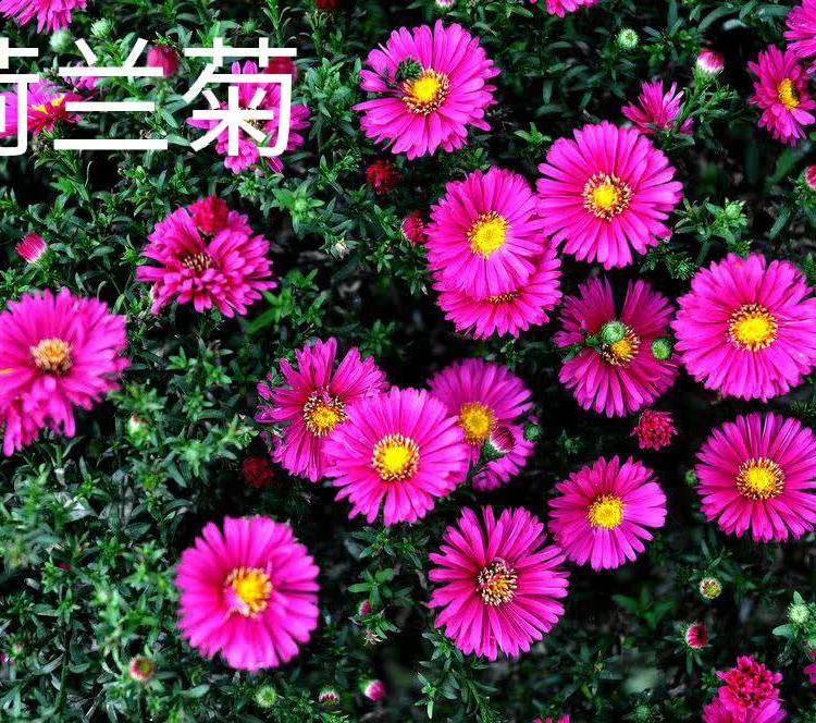 荷兰菊营养杯苗多芽苗天一花卉诚信商家供货欢迎订购