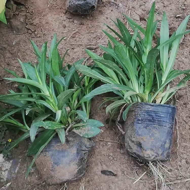 荷兰菊价格花海用苗【天一花卉】荷兰菊种植基地