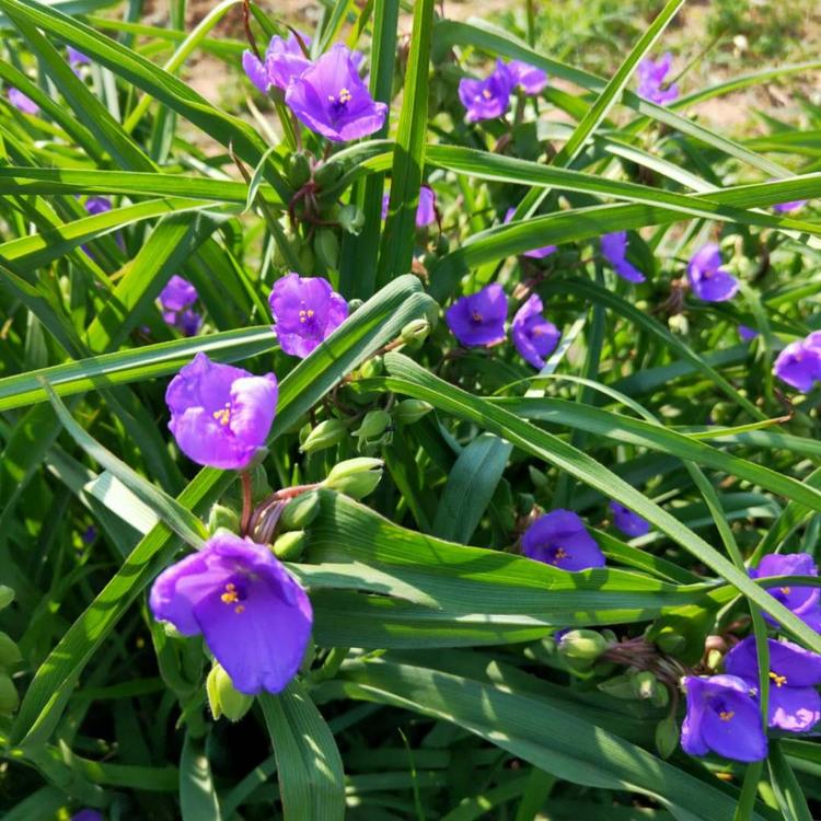 山东紫露草  紫露草  紫露草价格 紫露草基地特价批发紫露草 多年生宿根花卉公园绿化 花卉苗木批发