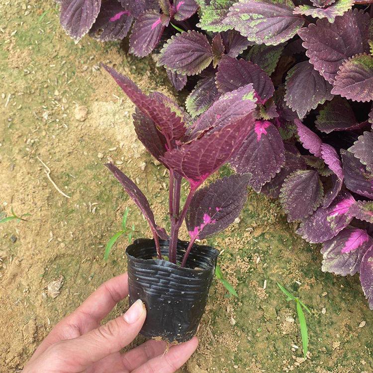 红叶彩叶草 花卉苗子基地 青州草花 彩叶草供应商