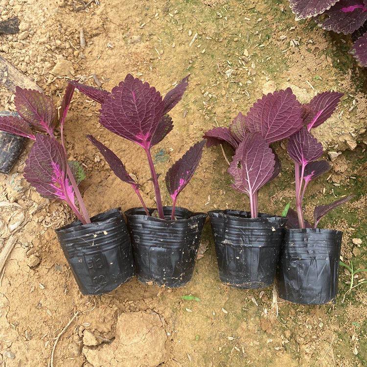 地被彩叶草 花卉苗子基地 青州草花 彩叶草种植基地