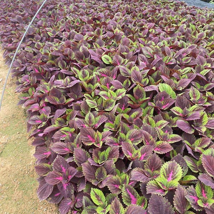 山东草花基地 地被彩叶草 彩叶草供应商