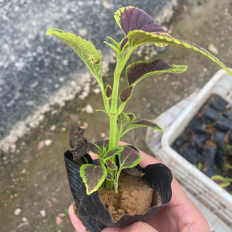 彩叶草杯苗 山东彩叶草供货商