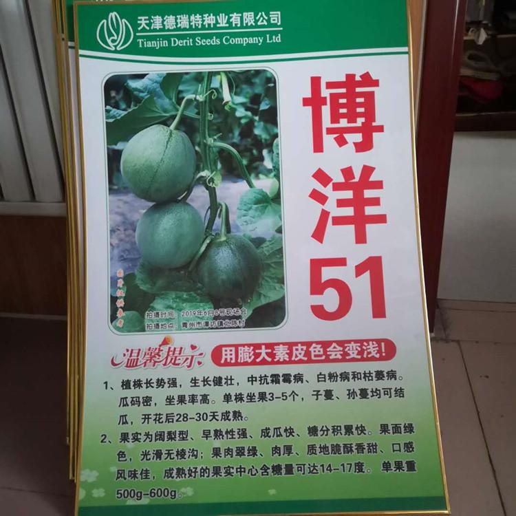 嫁接博洋51种苗 种子  温室大棚种植 耐旱 无病虫害 田骏农业常年有货