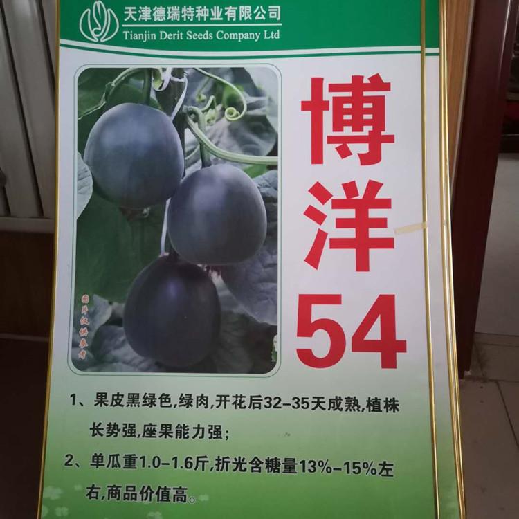 果型大的博洋54种苗 种子  植株长势好 坐果能力强  甜瓜种苗批发好价