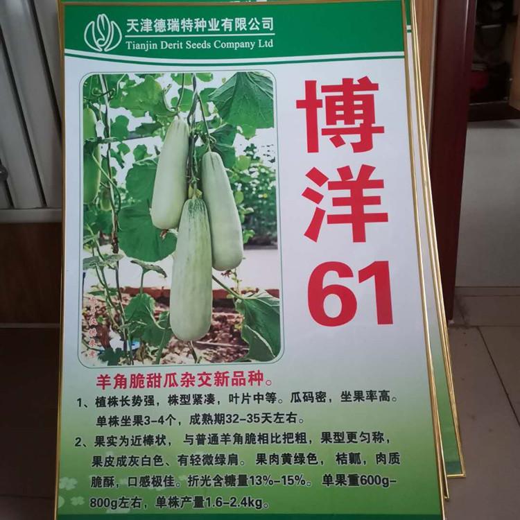 杂交新品种博洋61种苗 品相好 肉质酥脆 长势好 田骏农业甜瓜种苗优惠多多