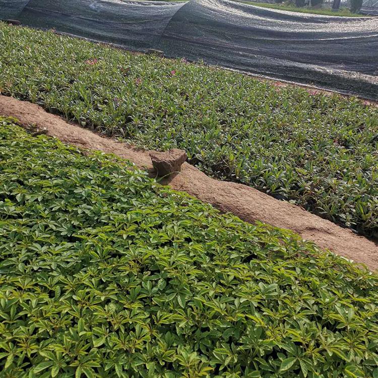 紫娇花小苗 紫娇花种植基地 紫娇花苗圃直供