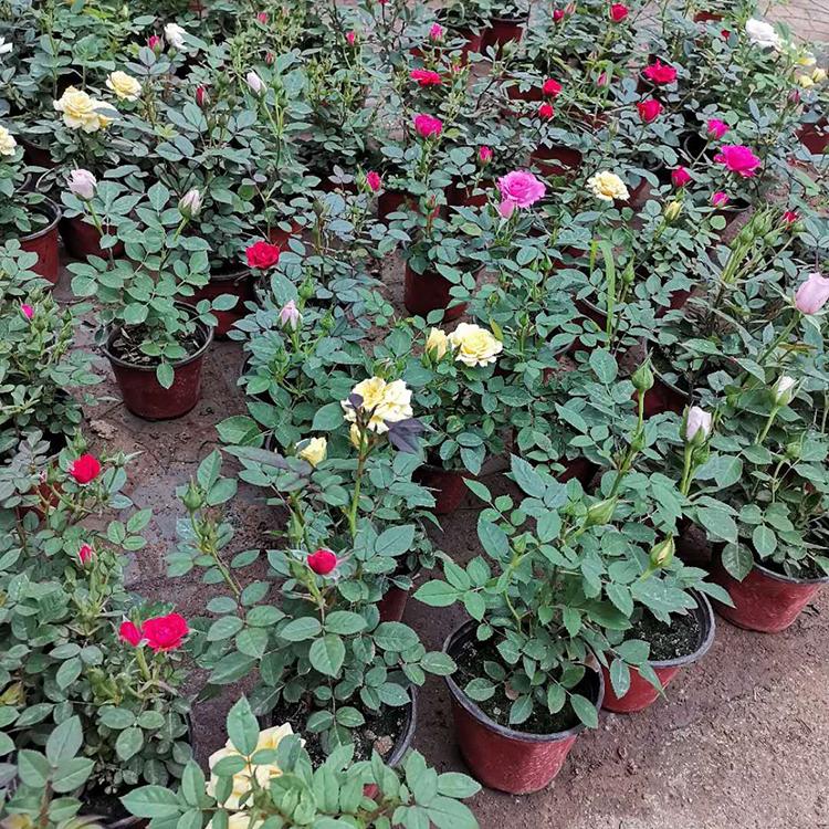 大花月季 大花月季种植基地 直供大花月季