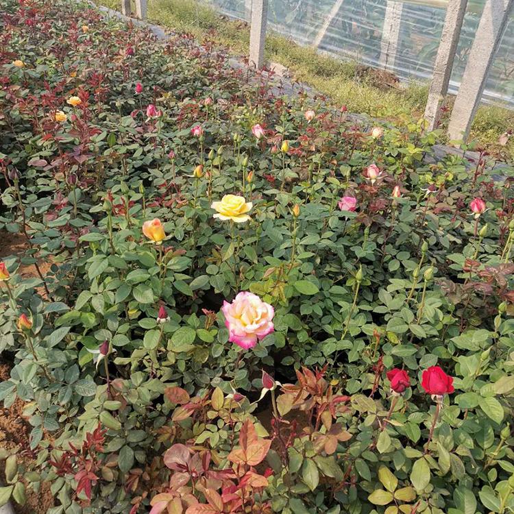 青州大花月季基地 大花月季批发商 基地优惠直发大花月季