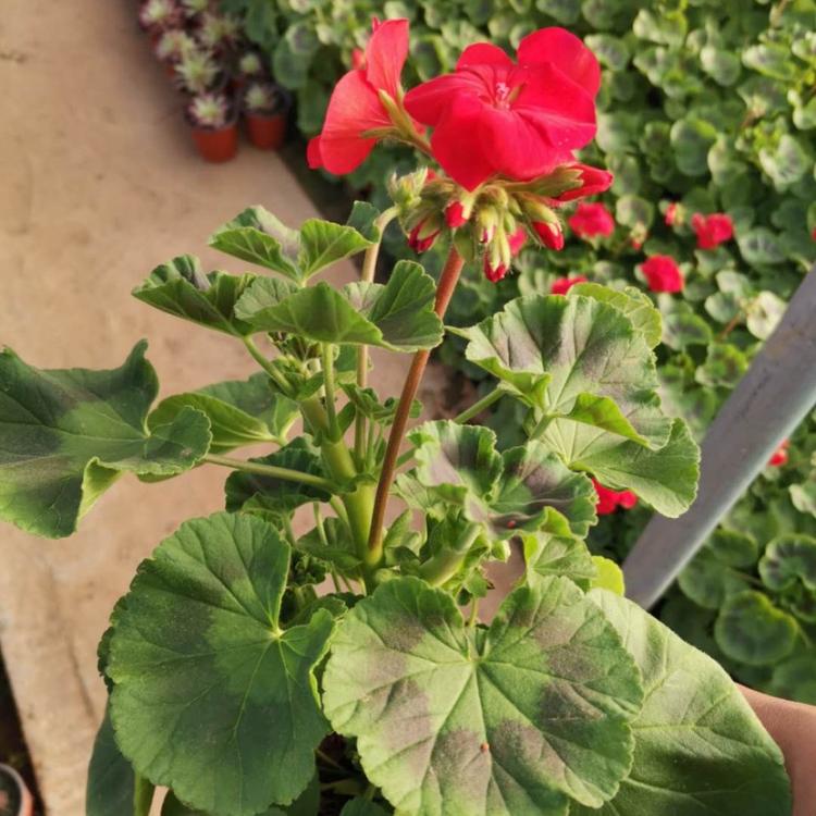 热销推荐天竺葵 大量天竺葵棠种植基地 天竺葵批发价格
