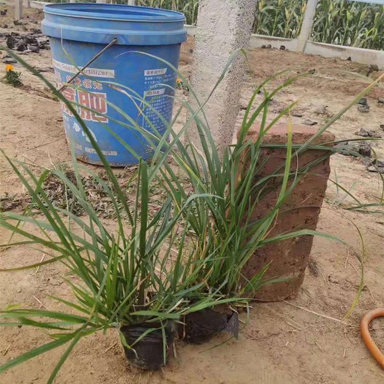 工程用狼尾草小苗 狼尾草批发 山东草花