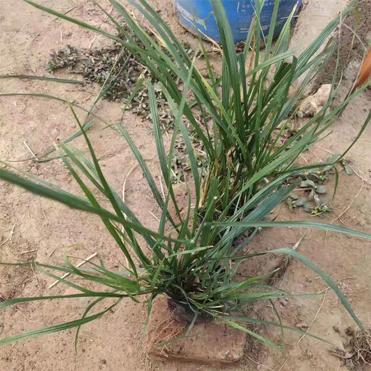 欢迎选购 杯苗狼尾草 狼尾草批发 青州草花