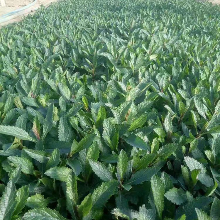 工程用花海苗马鞭草 山东马鞭草价格
