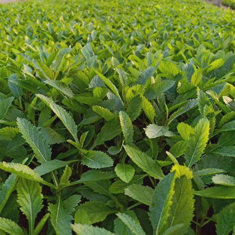 马鞭草培育基地 工程用 青州柳叶马鞭草