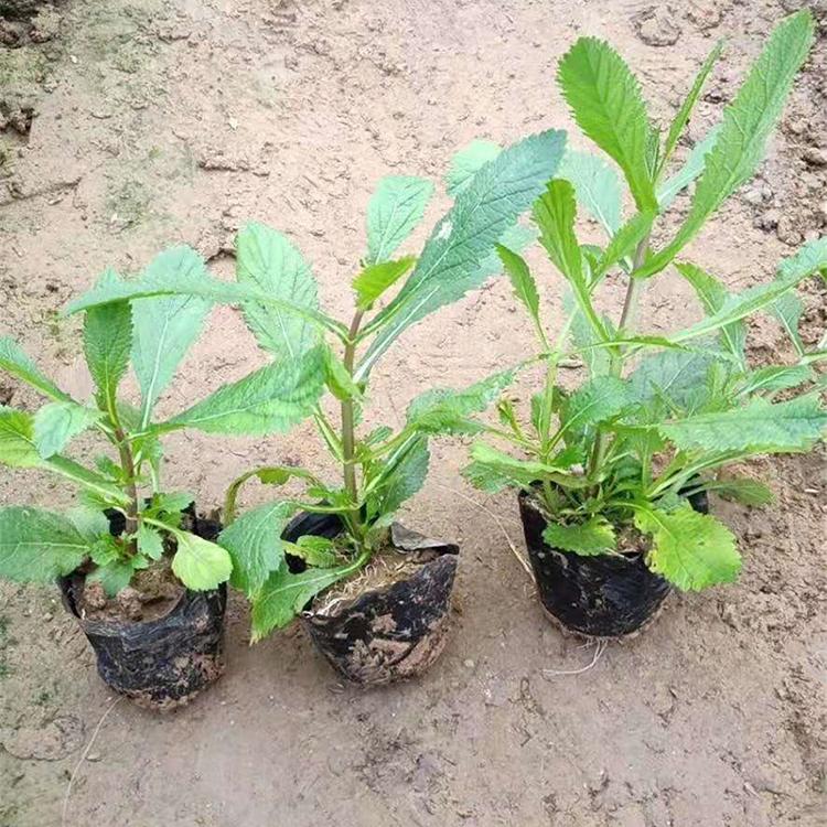 工地用马鞭草 山东马鞭草报价