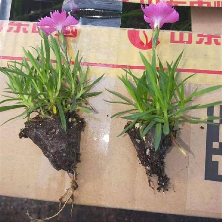 欧石竹花海 山东欧石竹 欧石竹销售商