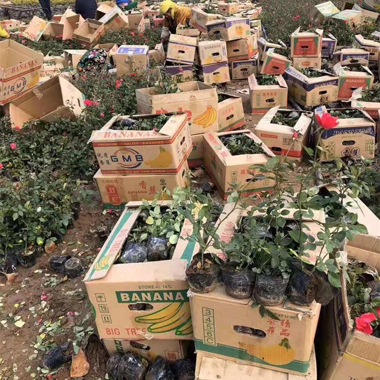 品种月季报价 工地用 青州品种月季
