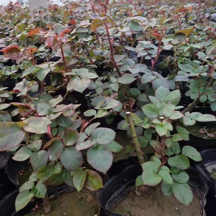 品种月季培育基地 青州粉花月季 工程用