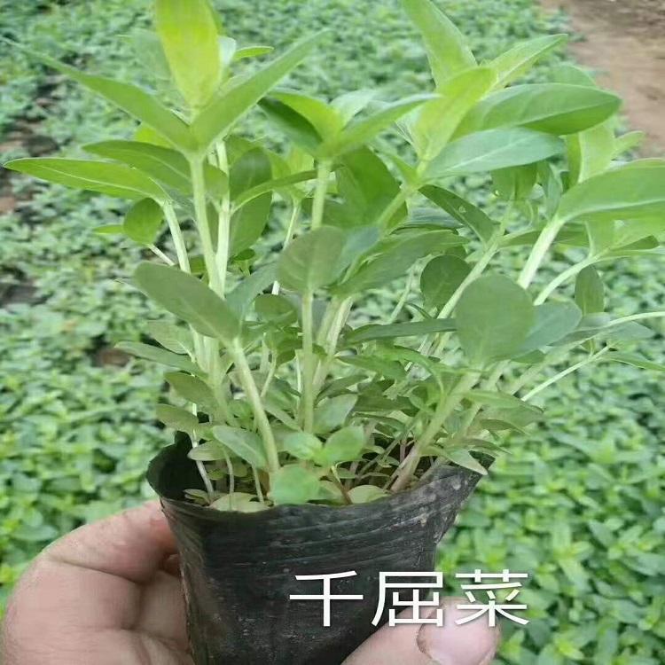 千屈菜批发商 千屈菜供应商 千屈菜种植基地 青州锦川