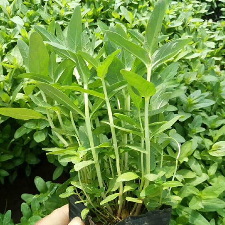 千屈菜价格 供应千屈菜小苗 山东青州千屈菜批售基地