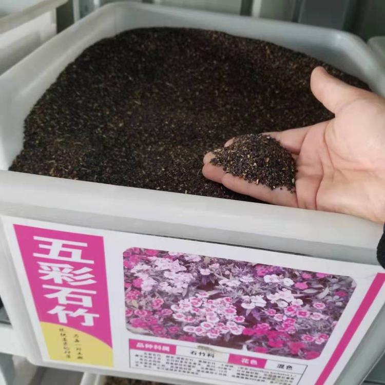 五彩石竹种子 山东花卉基地【锦川】多年生草本植物