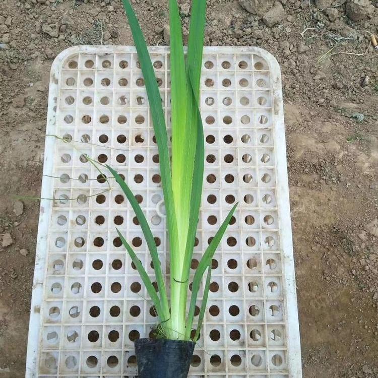 黄菖蒲