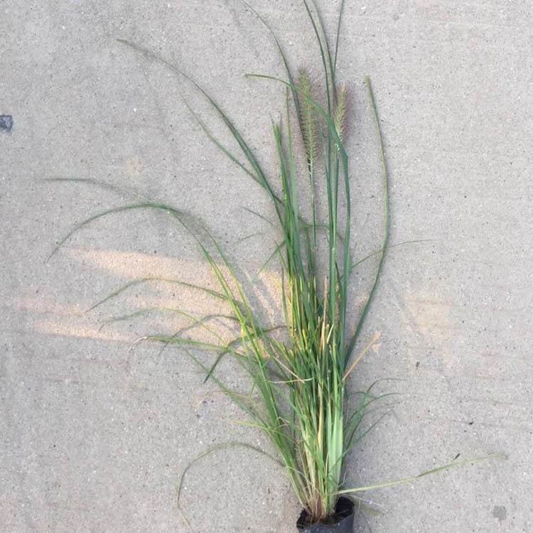 狼尾草 山东丛生狼尾草批售基地 宿根狼尾草量大优惠