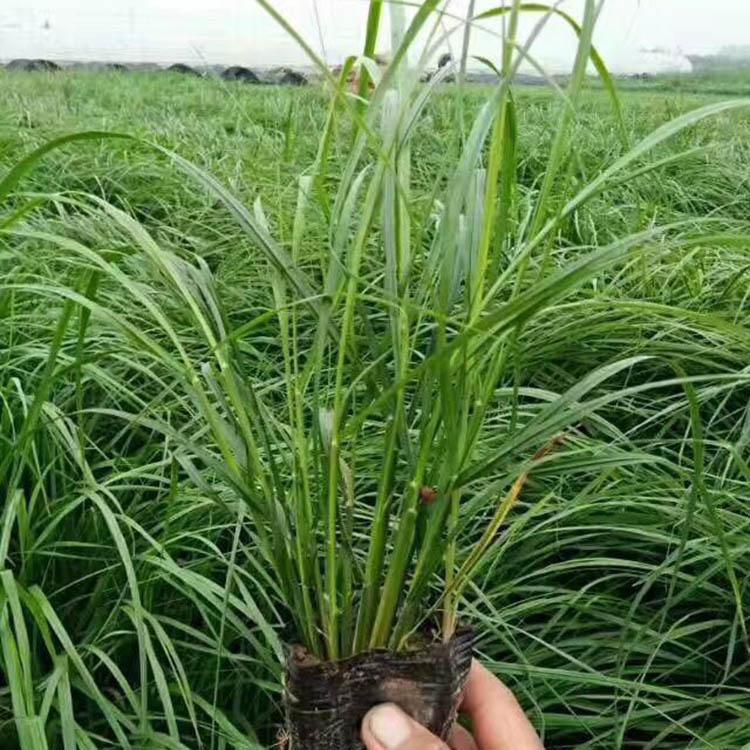 多年生狼尾草 狼尾草批发 狼尾草报价 锦川批售