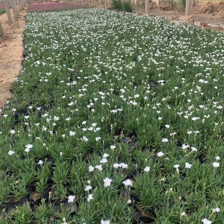 白花欧石竹 白花欧石竹价格 出售白花欧石竹