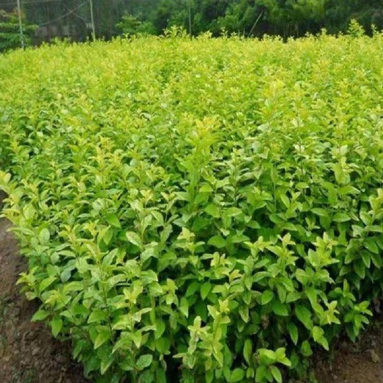 顺和金叶女贞种植基地 金叶女贞价格 金叶女贞批发